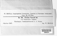 Puccinia tanaceti image